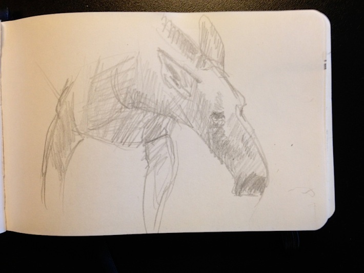 moose -- a weird animal to draw -- trying NOT to make it look like a horse!